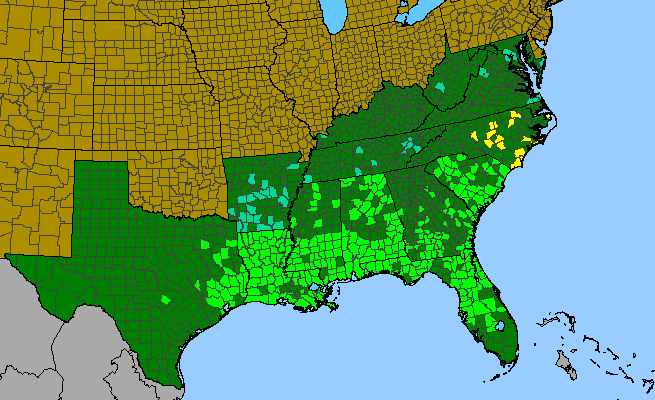 The range of Magnolia grandiflora